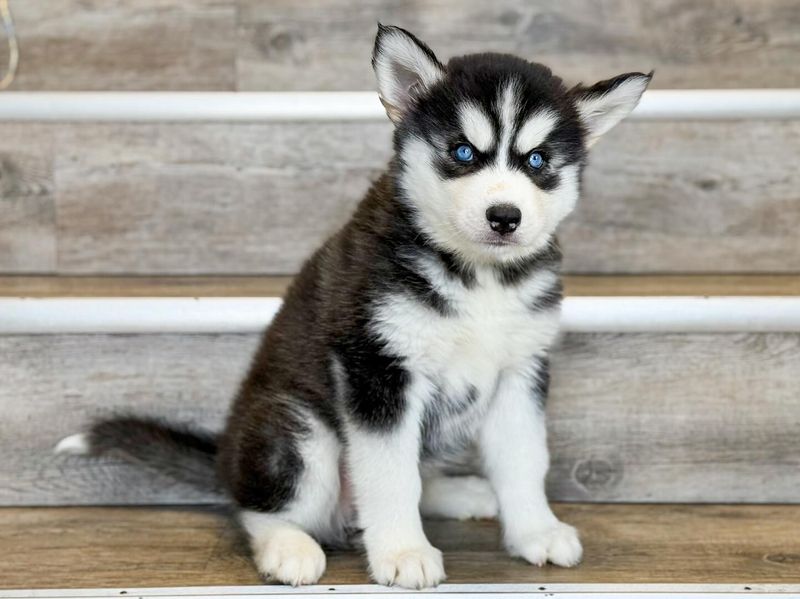 Siberian Husky