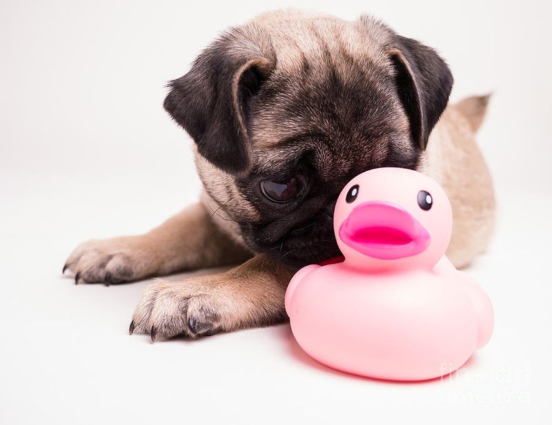 Pug