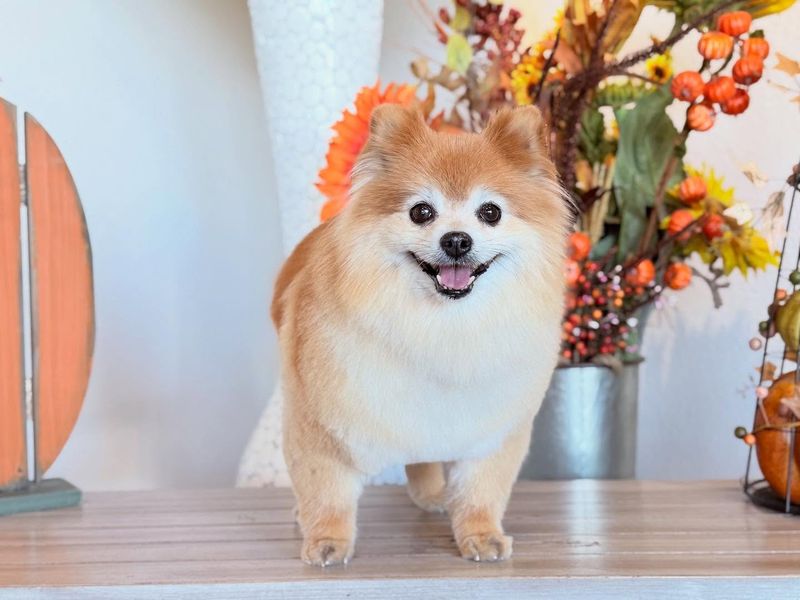 Pomeranian