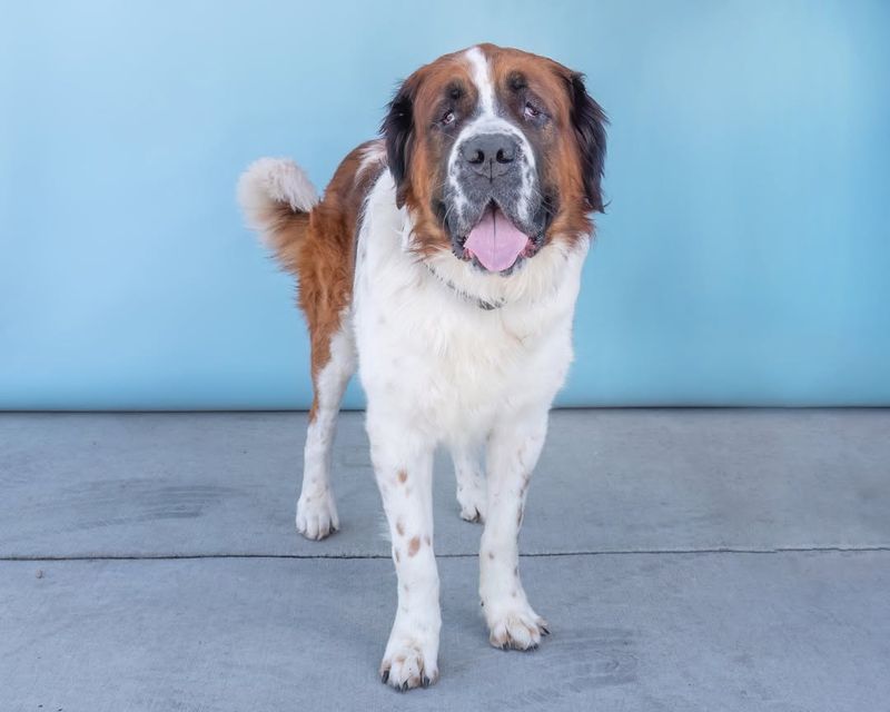 Saint Bernard