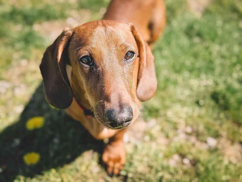 Dachshund
