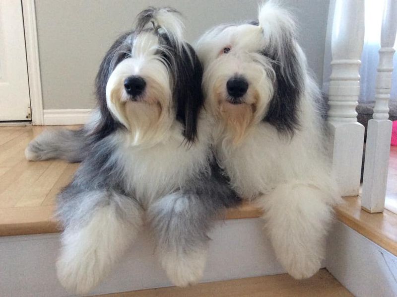 Old English Sheepdog