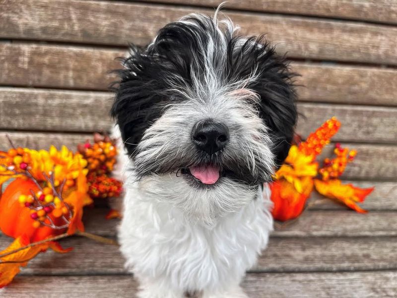 Havanese