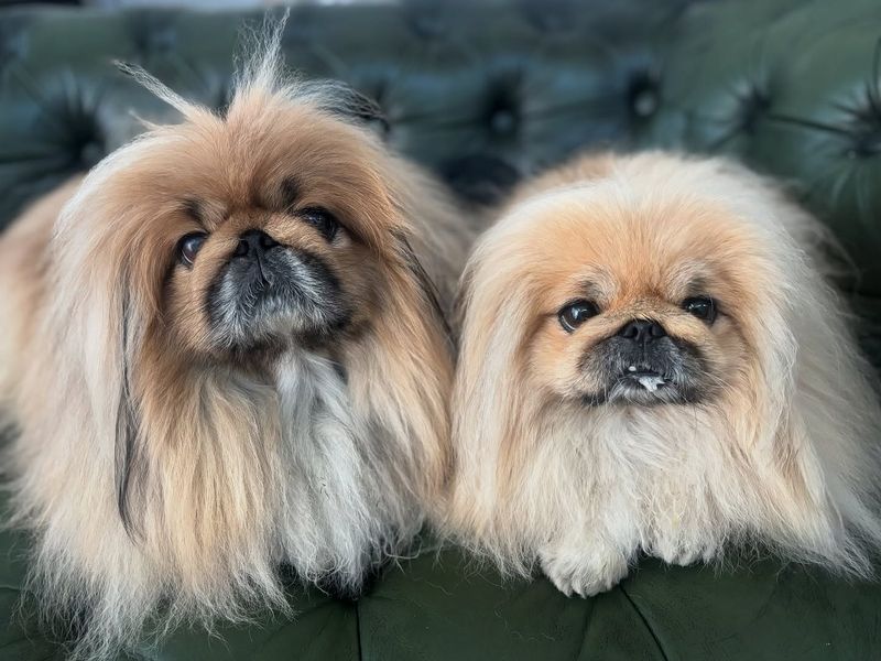 Pekingese
