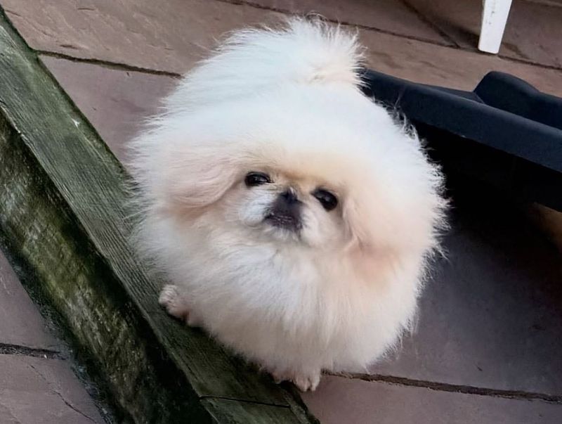 Pekingese