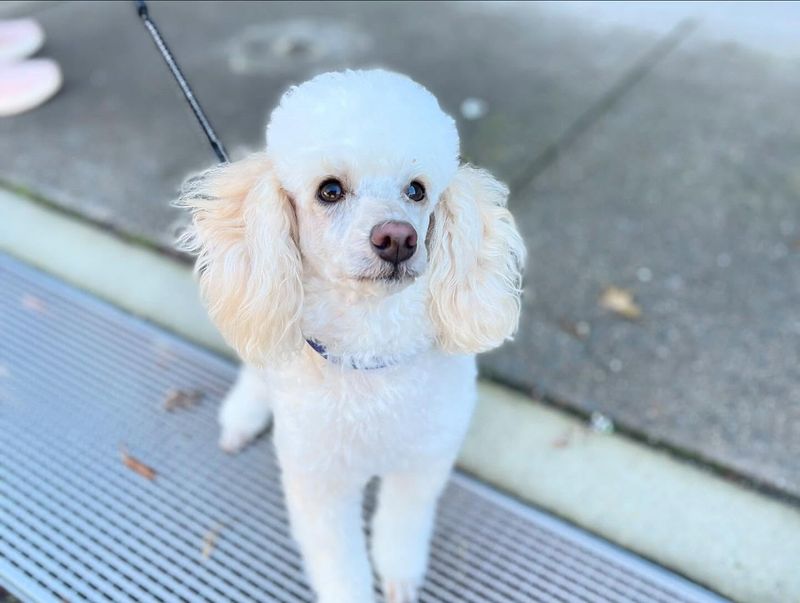 Toy Poodle
