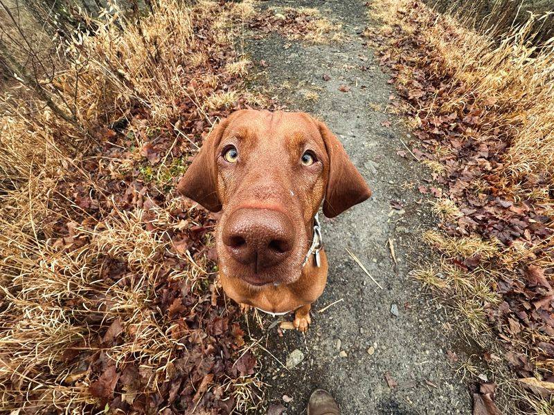 Vizsla