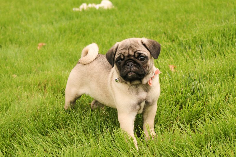 Pug