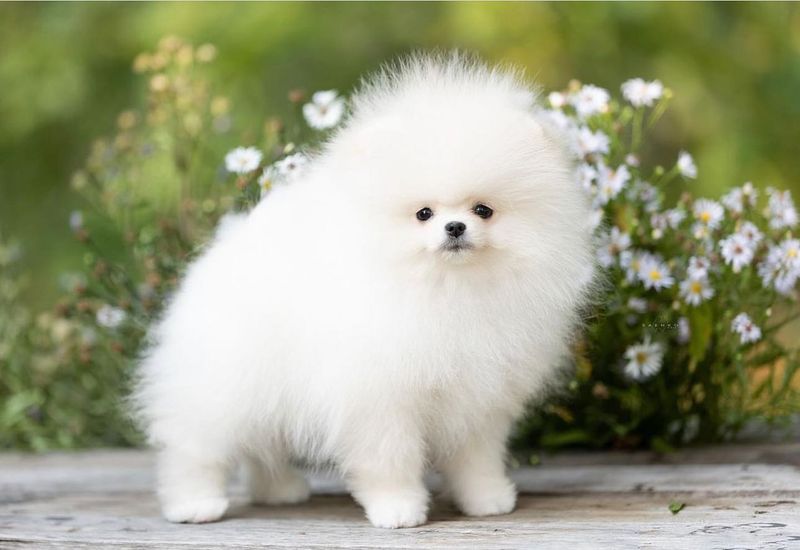 Pomeranian