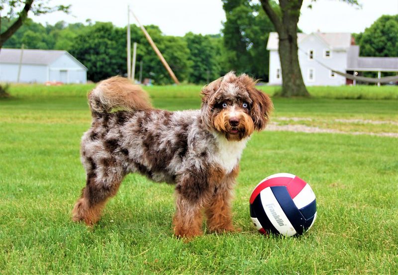 Aussiedoodle