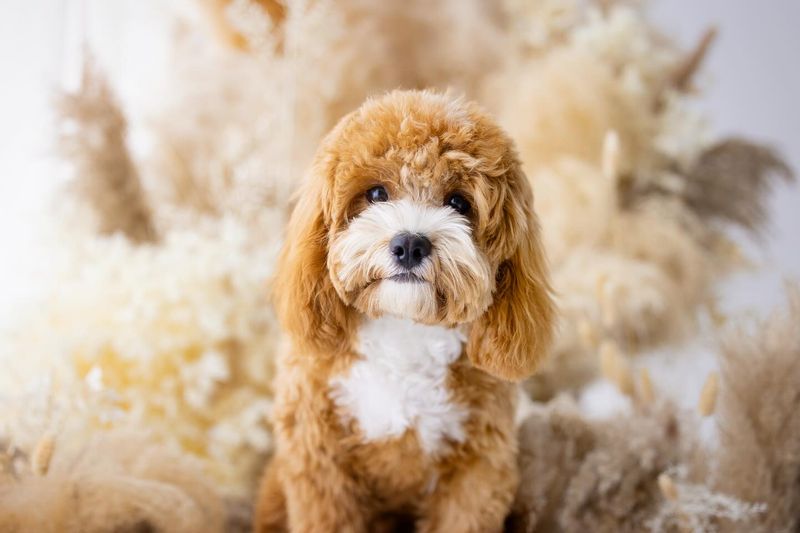 Cavapoo
