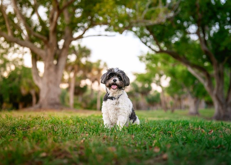 Yorkipoo