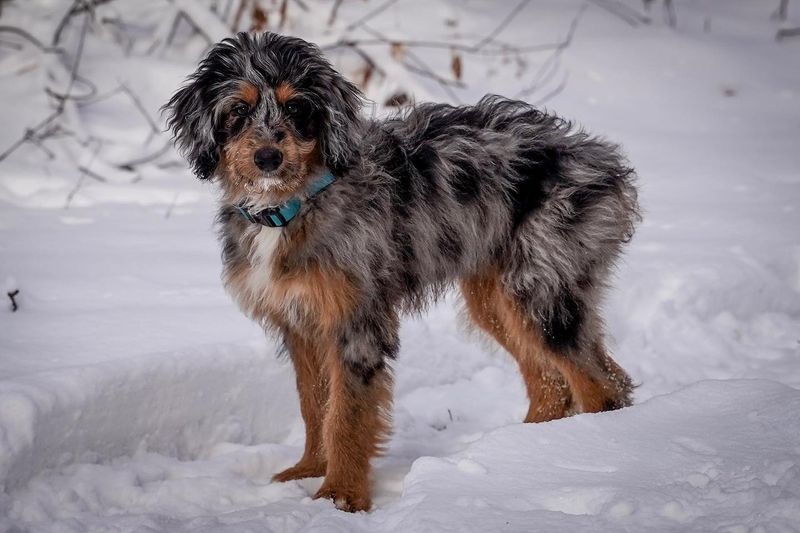 Aussiedoodle
