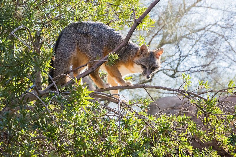 Gray Fox