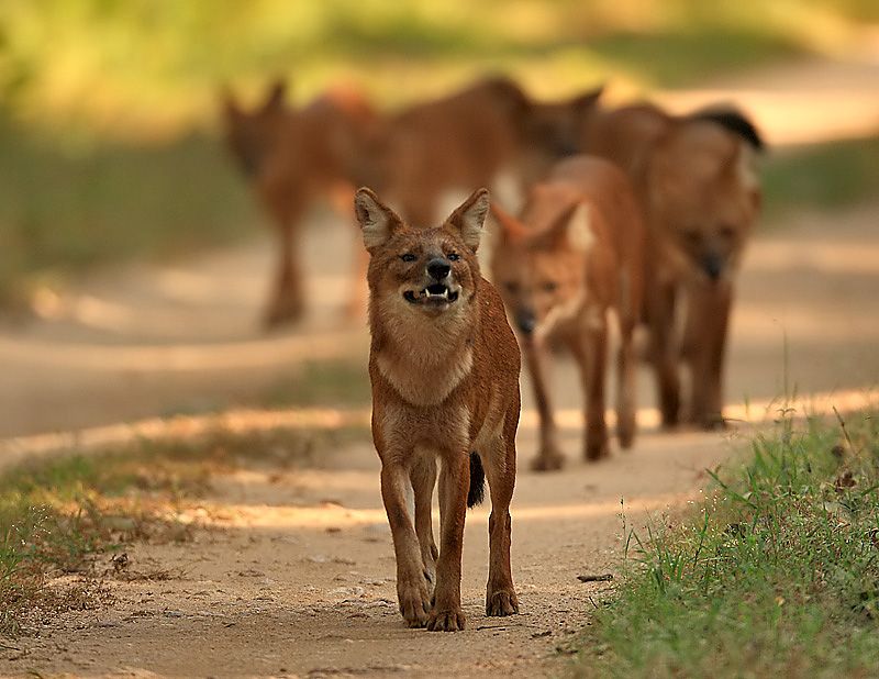 Dhole