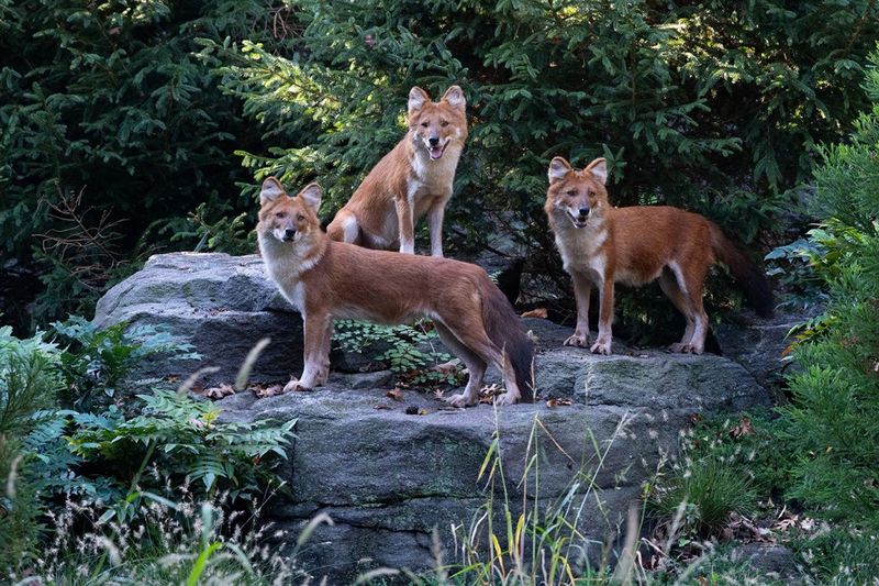 Dhole
