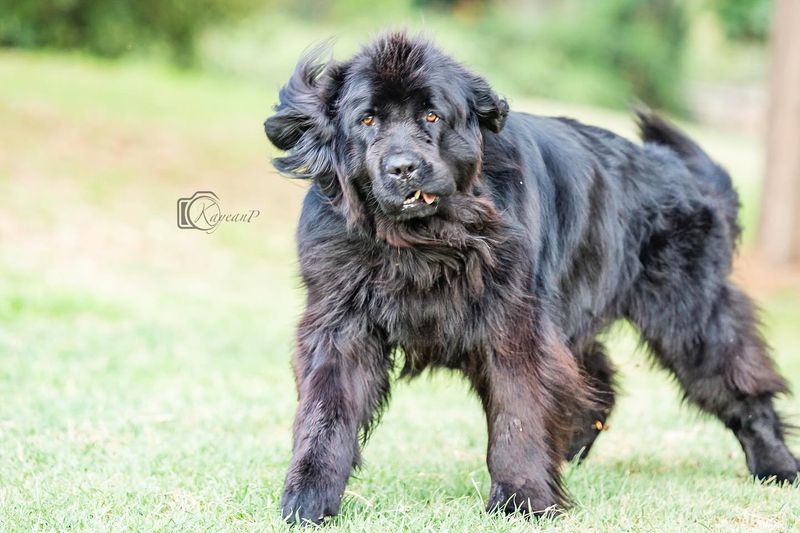 Newfoundland