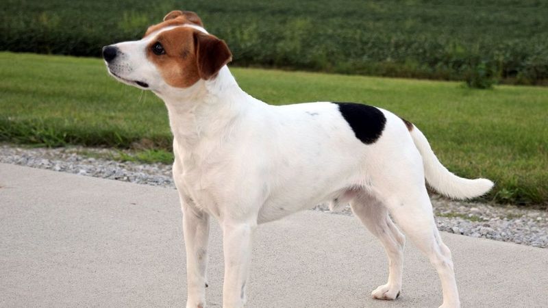 Jack Russell Terrier