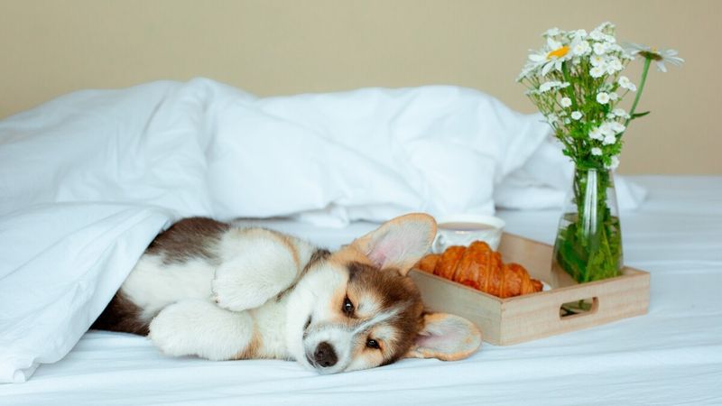 The Alarm Clock Substitute