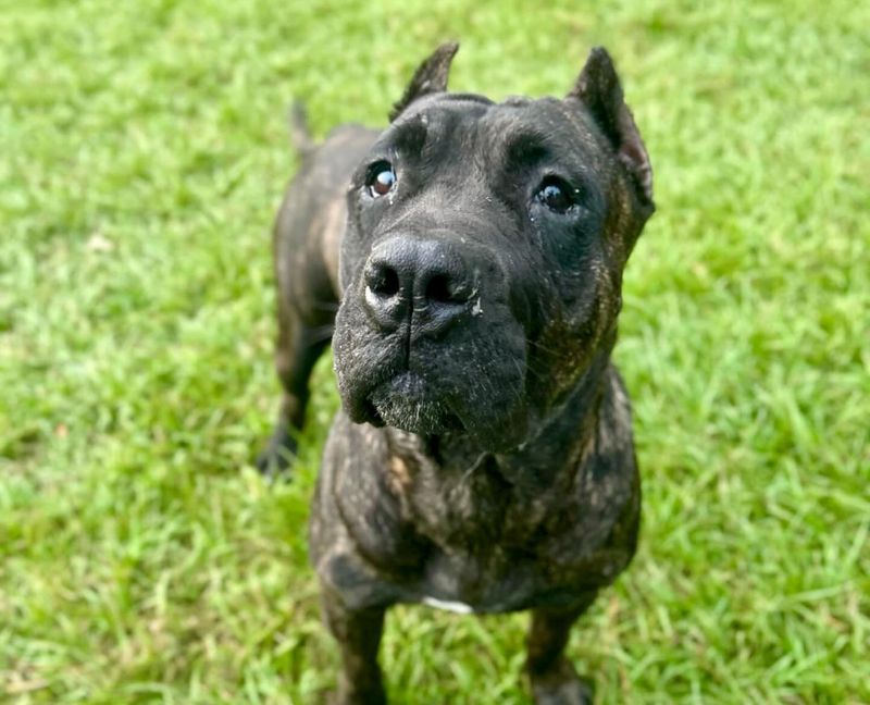 Cane Corso