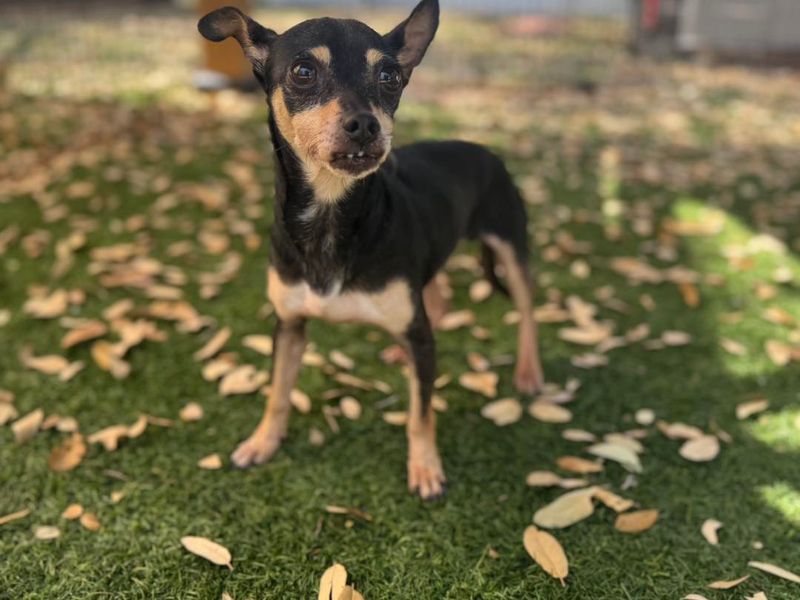 Chihuahua
