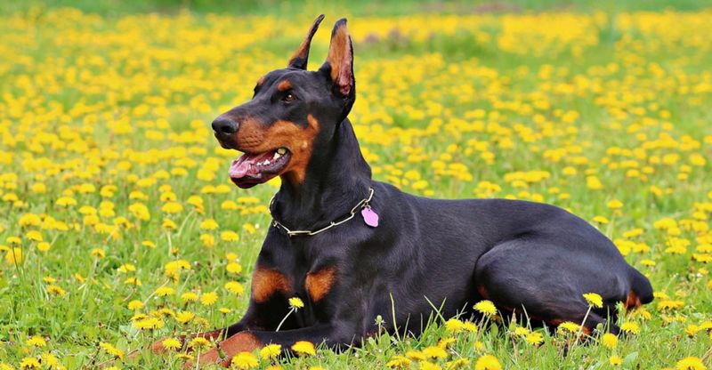 Doberman Pinscher