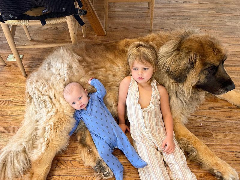 Leonberger