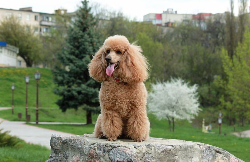 Poodle