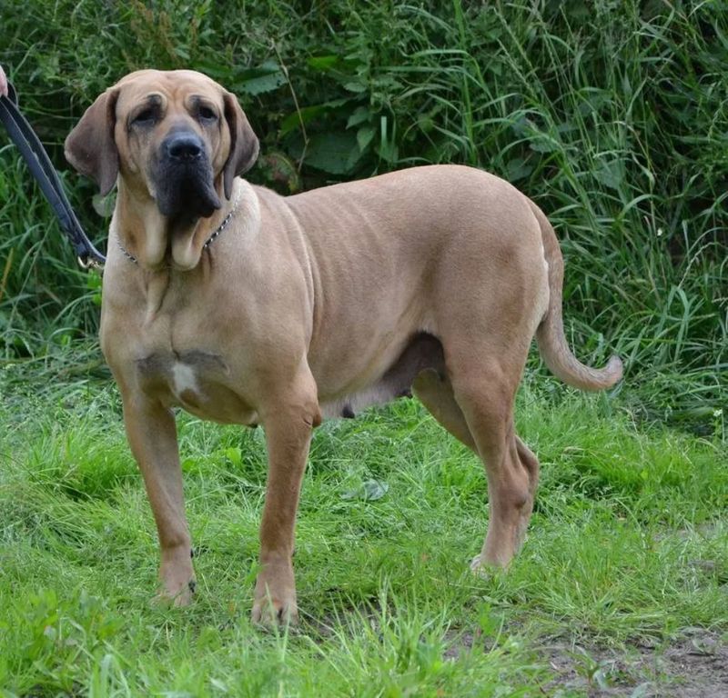 Fila Brasileiro