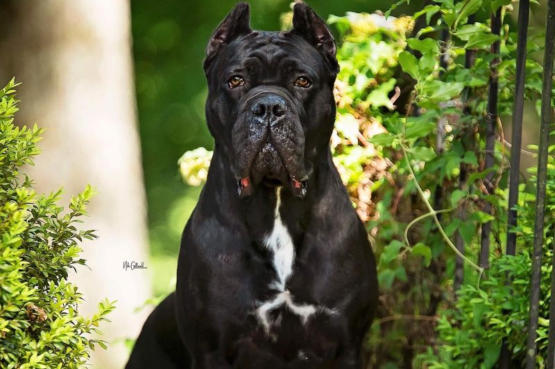 Cane Corso