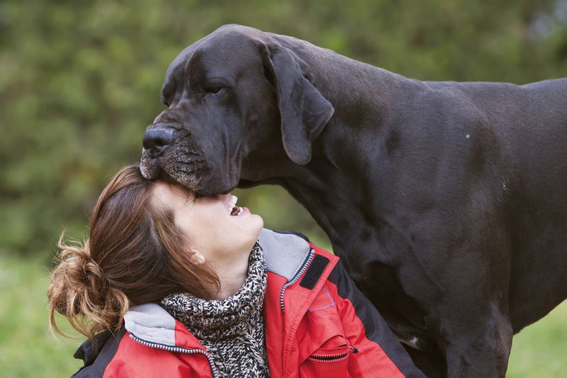 Great Dane