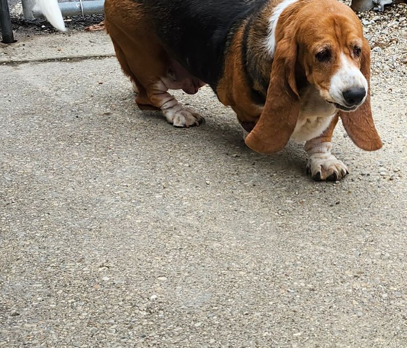 Basset Hound