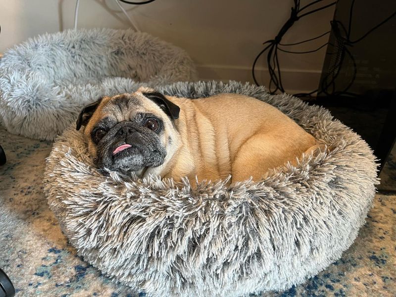 Pug