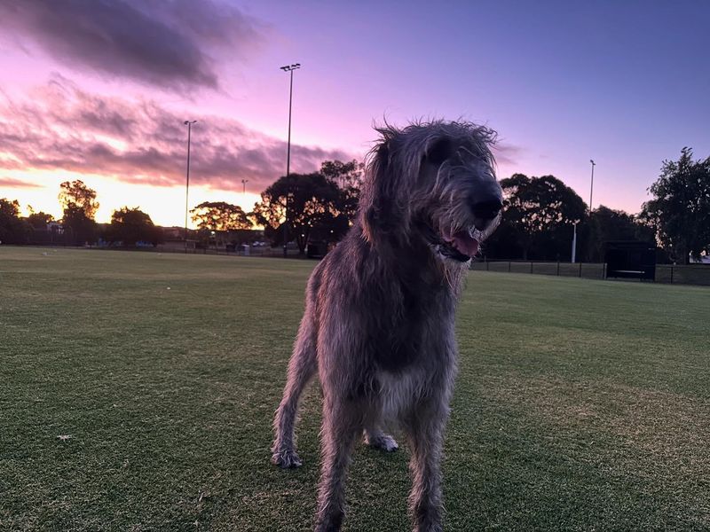 Irish Wolfhound