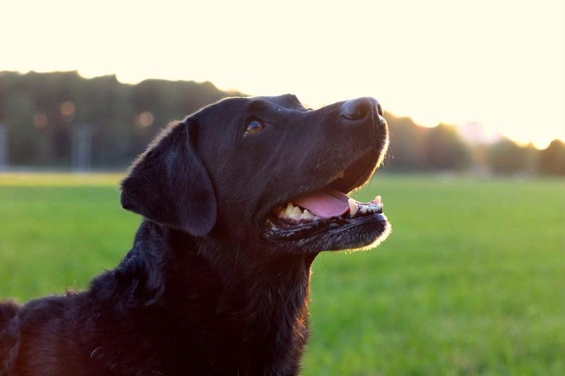Lola the Labrador