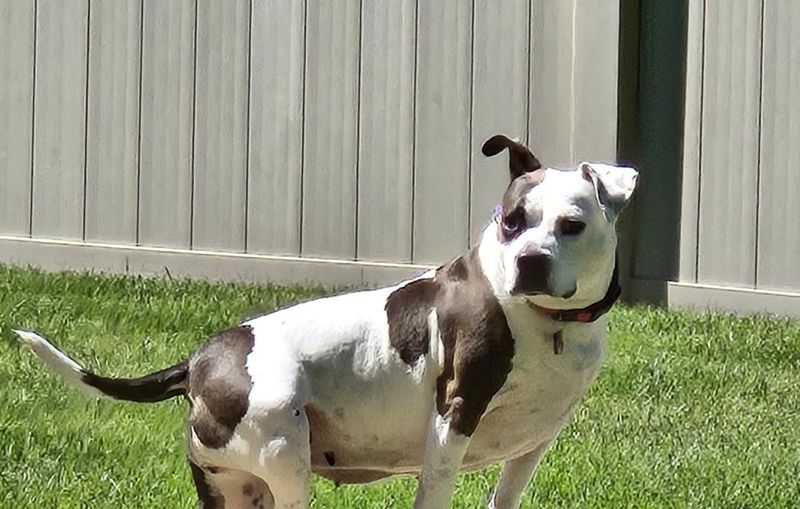Charming Bella