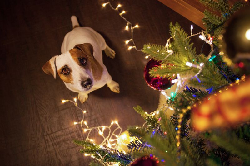 Holiday Season Safety Tips