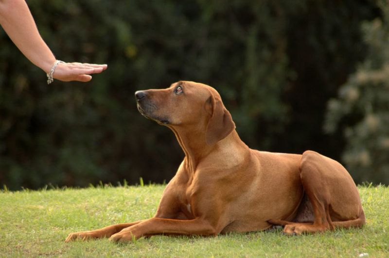 Inconsistent Training Commands