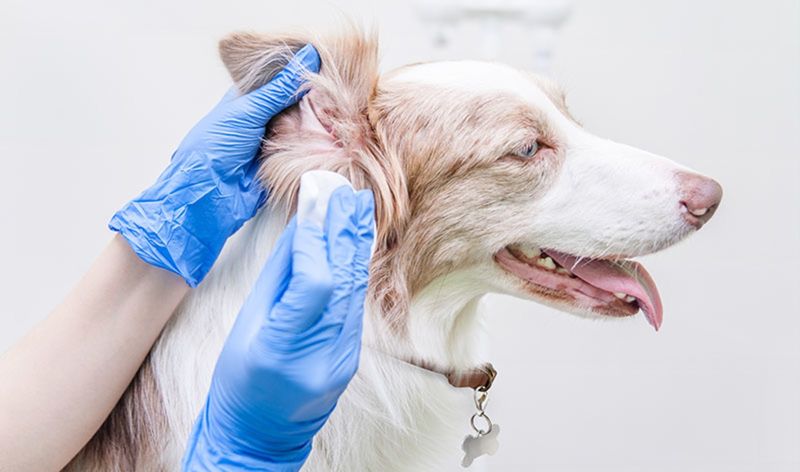 Ear Care Essentials
