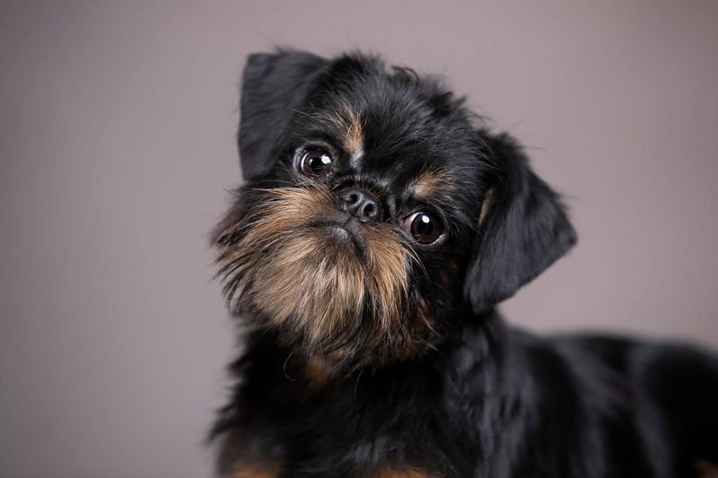 Brussels Griffon
