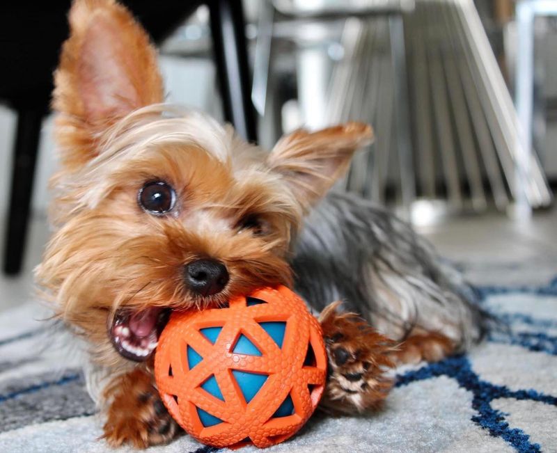 Yorkshire Terrier