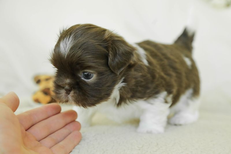 Shih Tzu