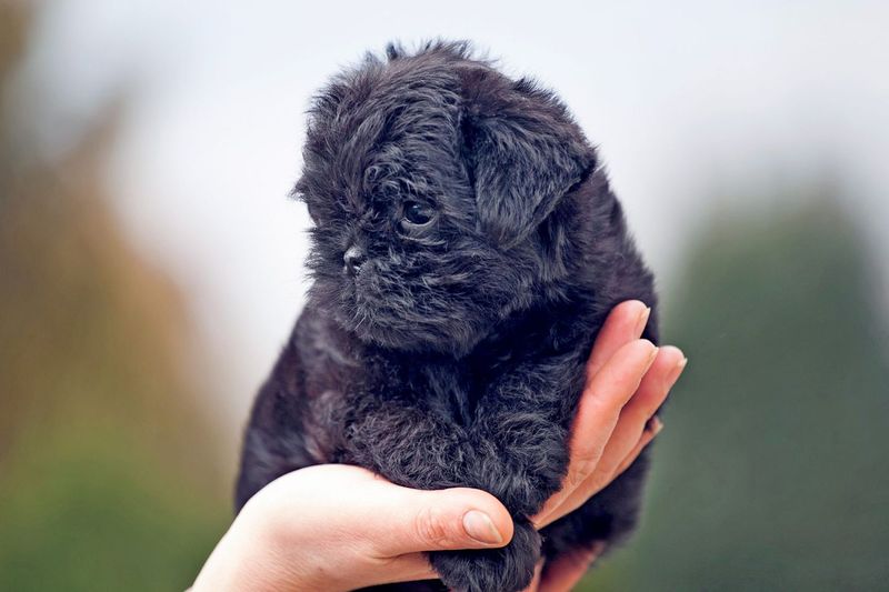 Affenpinscher