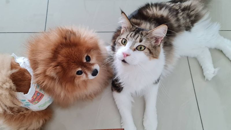 Pomeranian