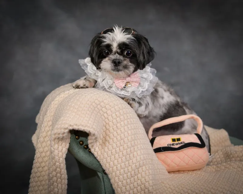 Shih Tzu