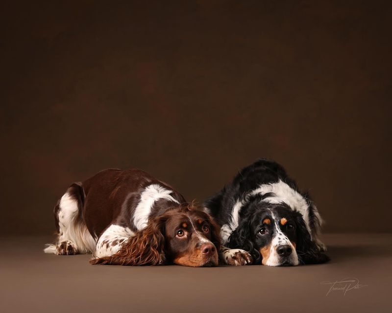 English Springer Spaniel