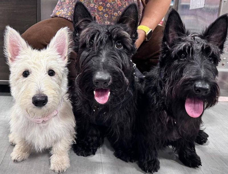 Scottish Terrier