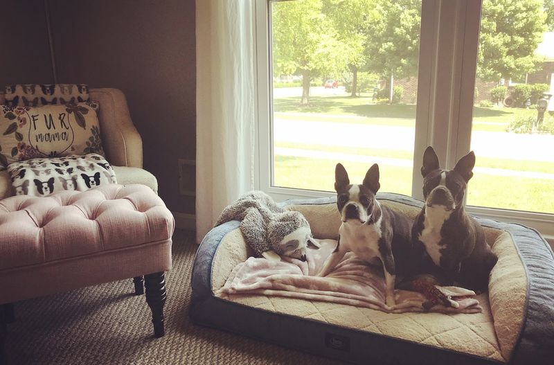 Boston Terrier