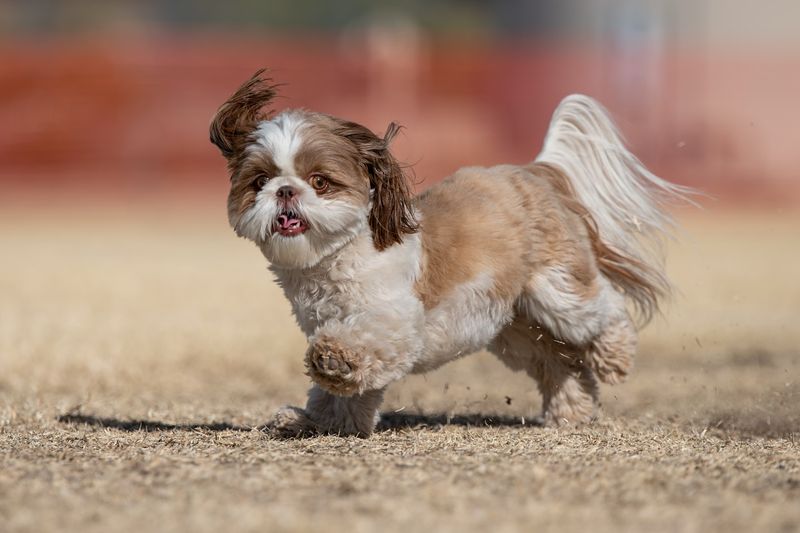 Shih Tzu