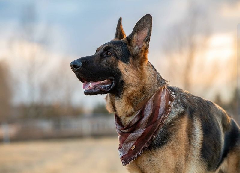 German Shepherd